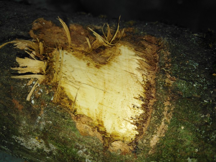 Wood heart ♥