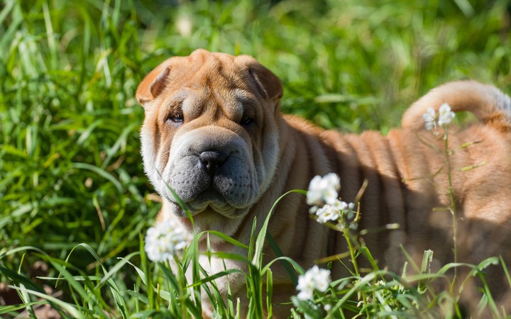 Шарпей,dog.