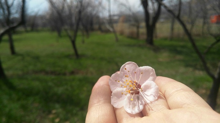 spring