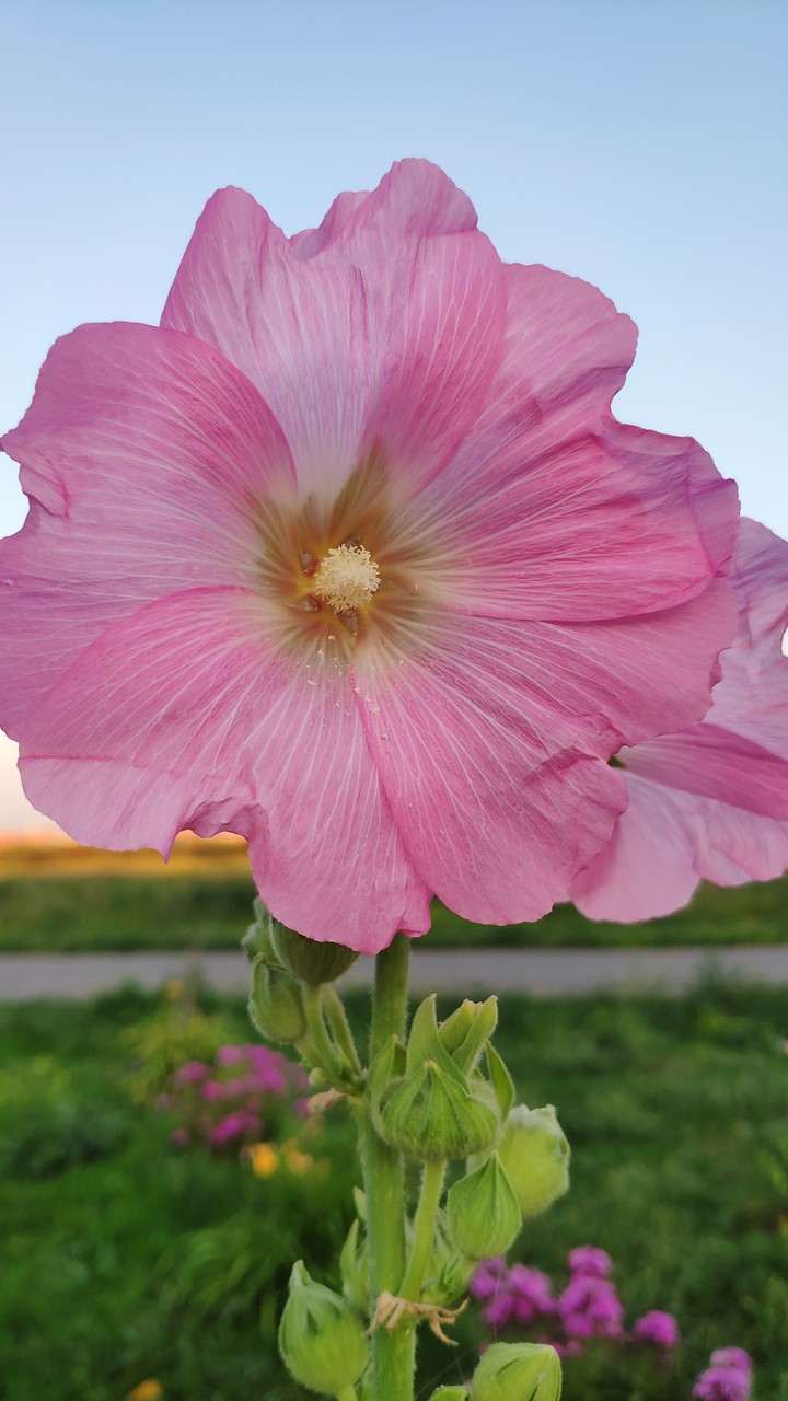 flower