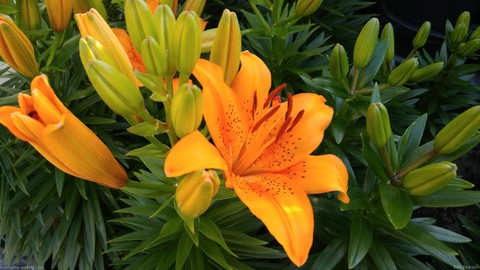 Orange