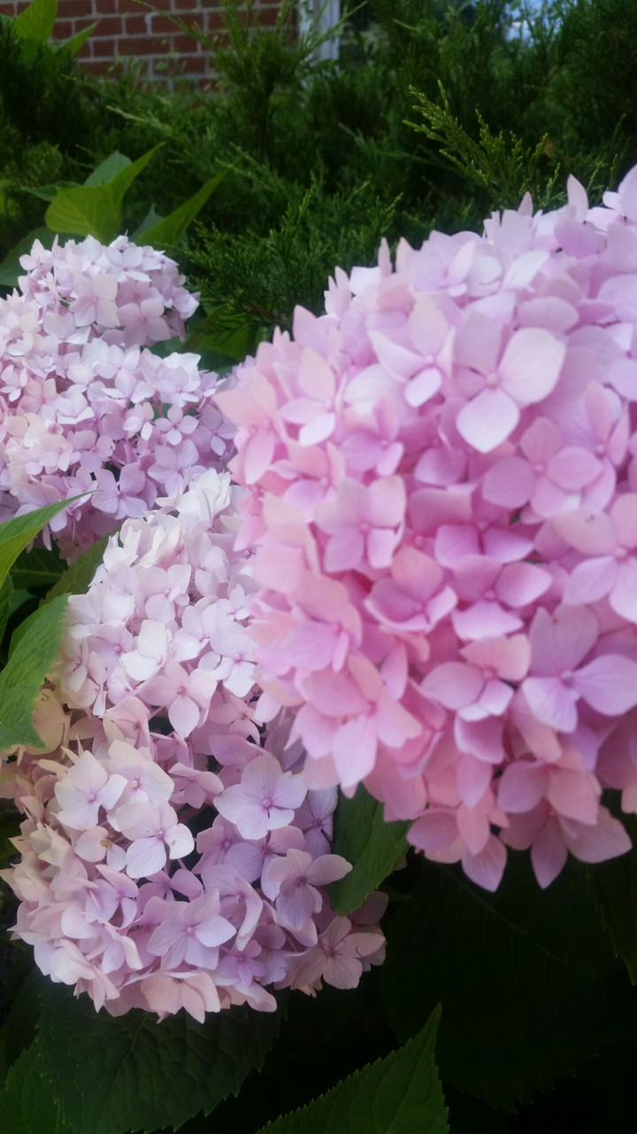 pink hydrangeas
