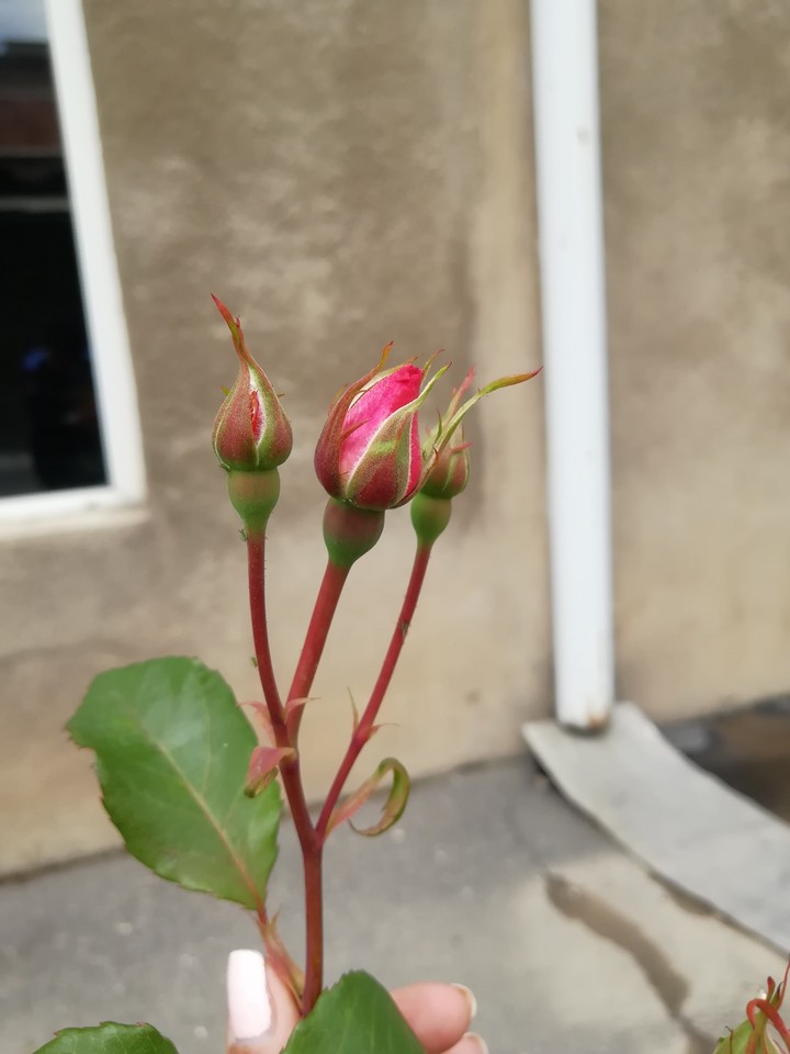 rose
