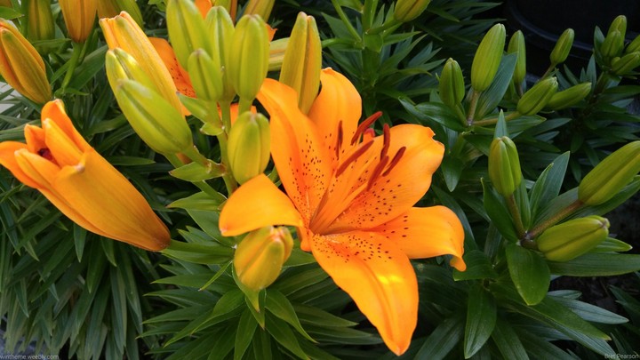 Orange