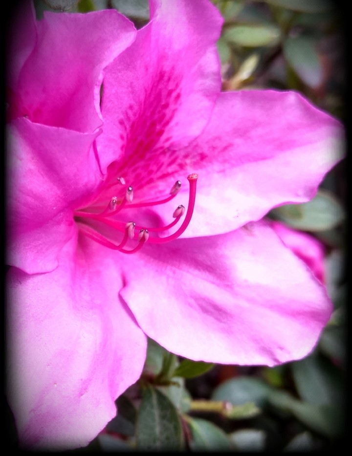 Flor