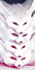 fennec