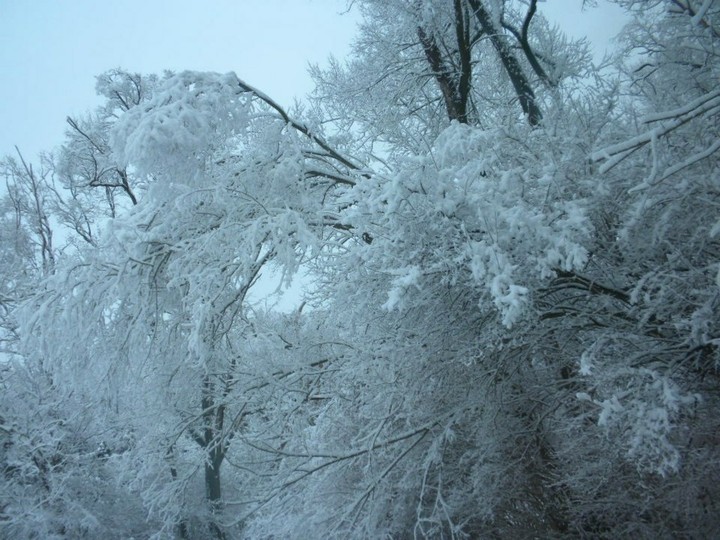 Frozen Wonderland of Trees