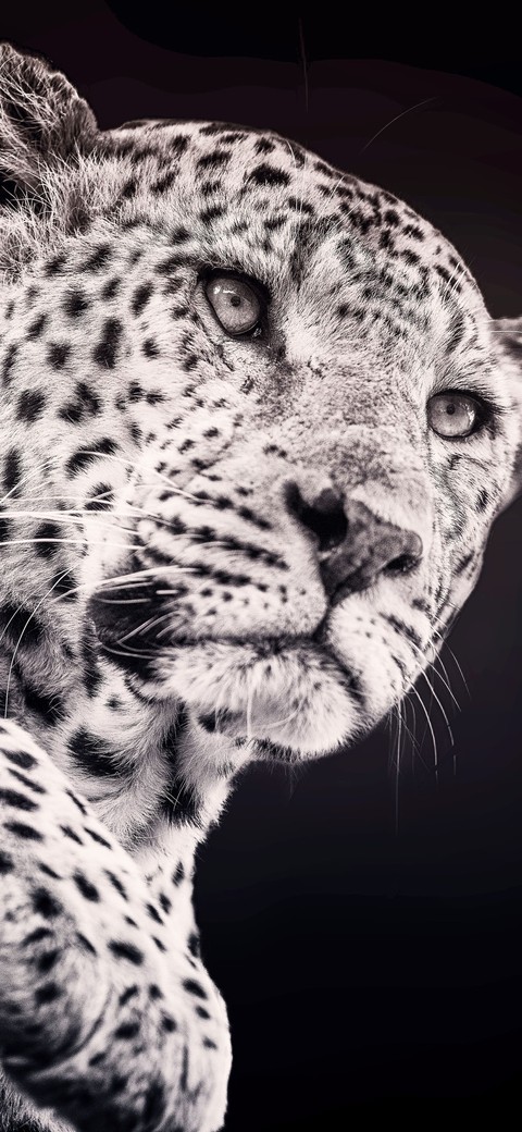 snout, panthera wallpapers