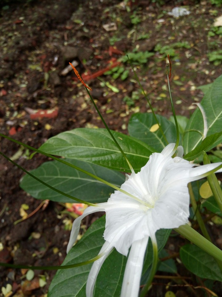 flower