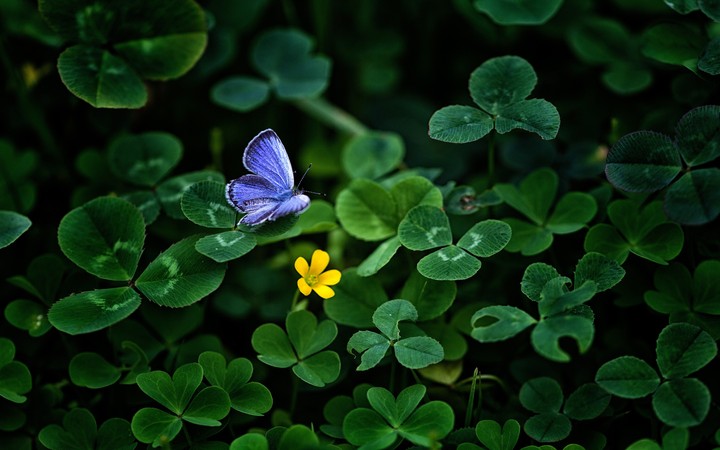 Blue butterfly