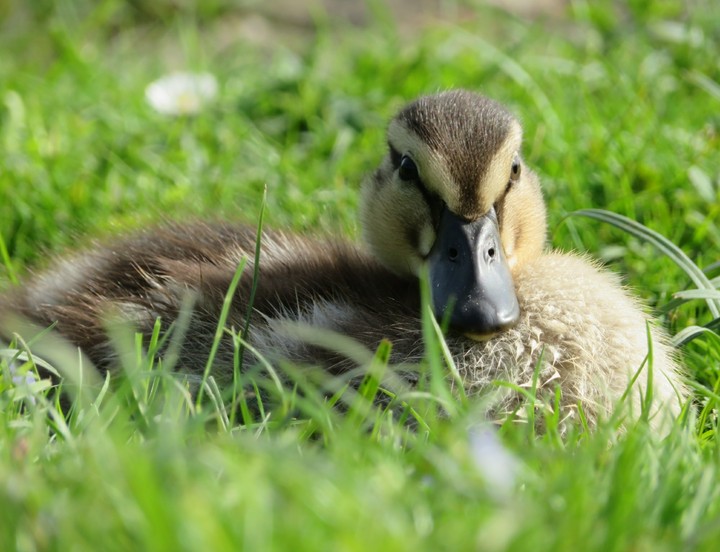Duckling