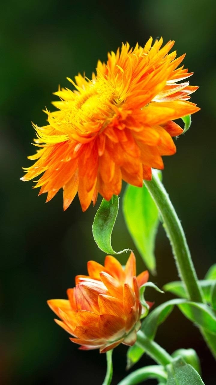❤️ flower