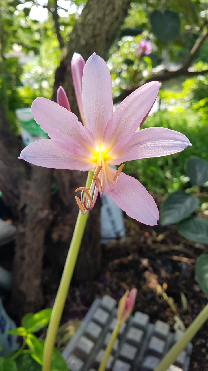 flower