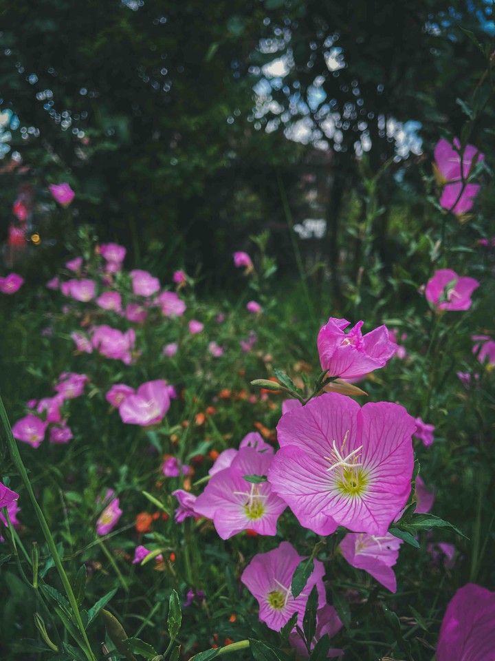 flowers