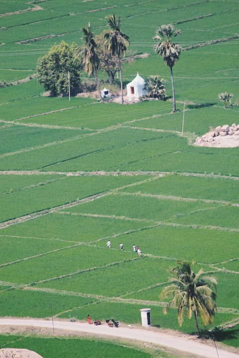 Greenery