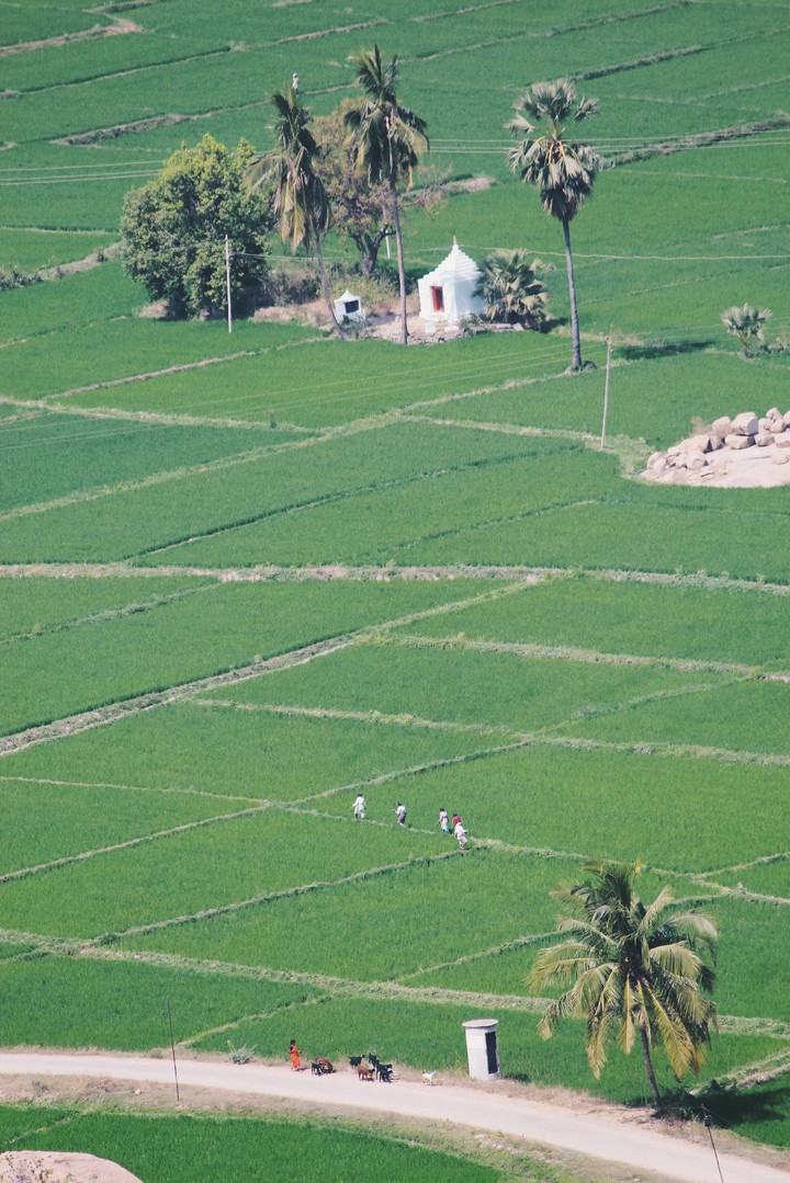 Greenery