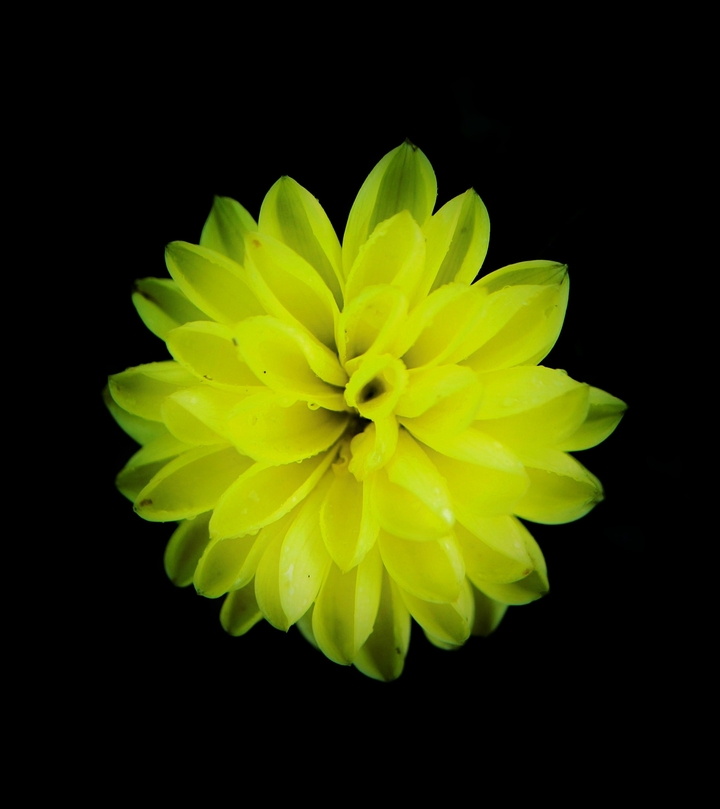 Yellow Bloom