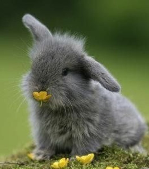 Nibbles