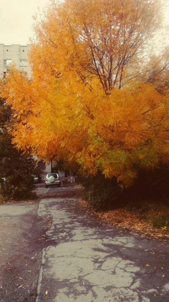 Золотая осень