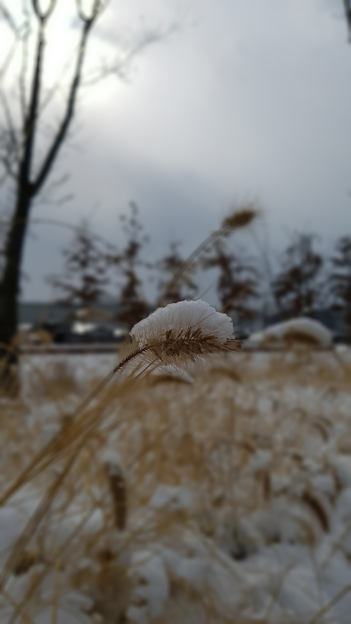 눈