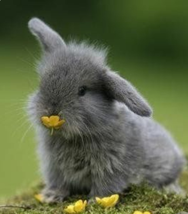 Nibbles