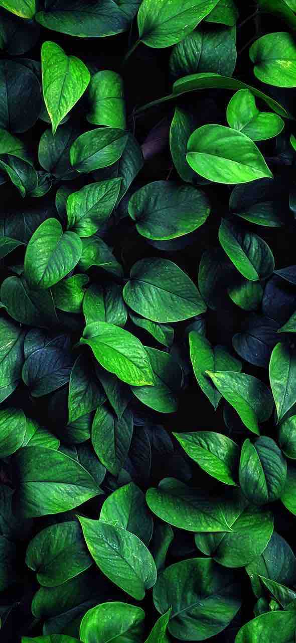 green leaves