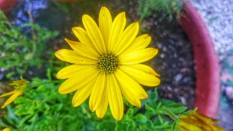 fleur du soleil