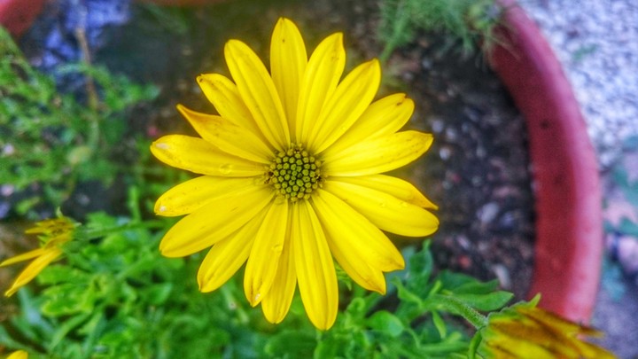 fleur du soleil