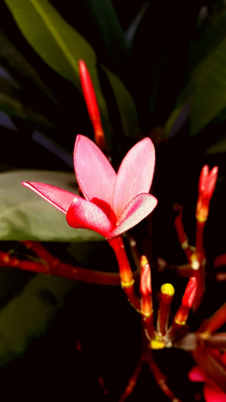 flower