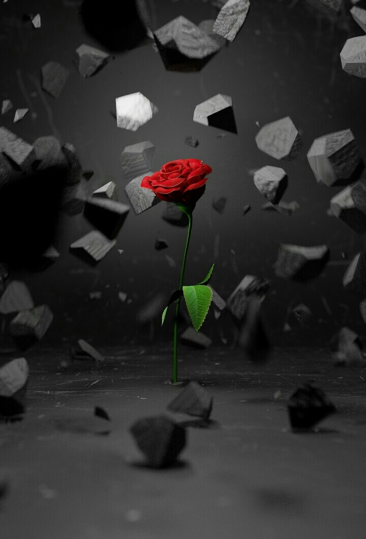 Rose in Red.