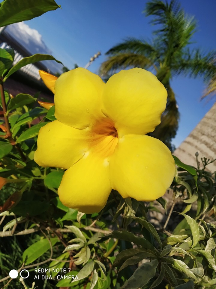 flower