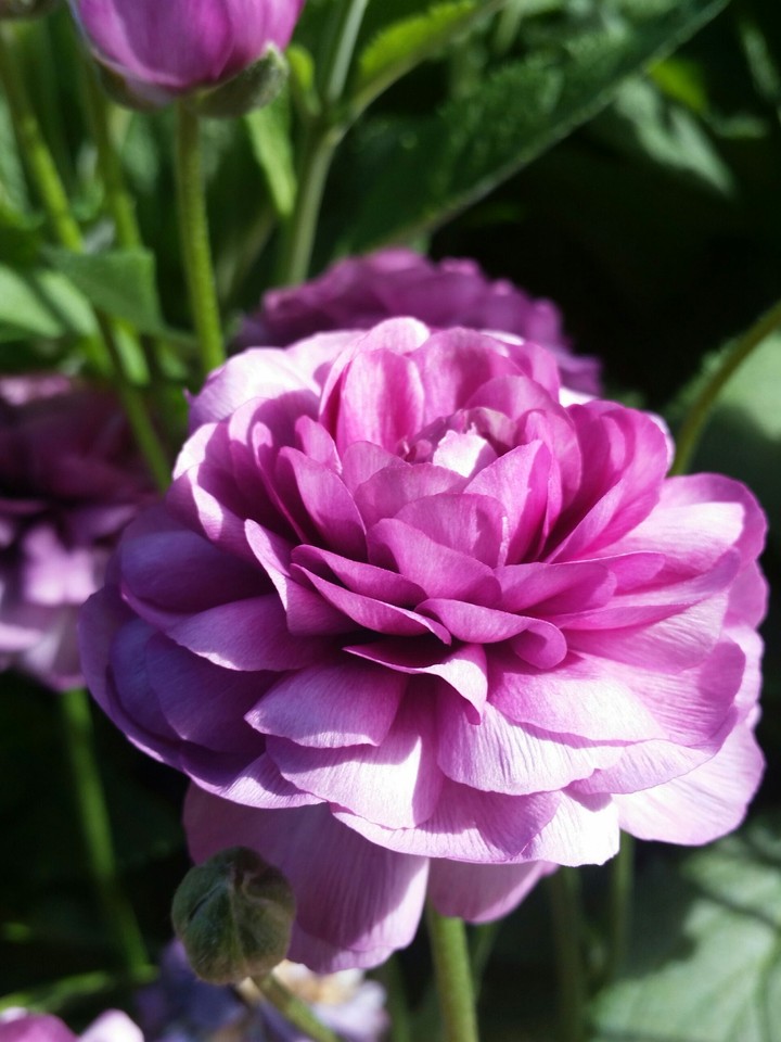 dahlia?