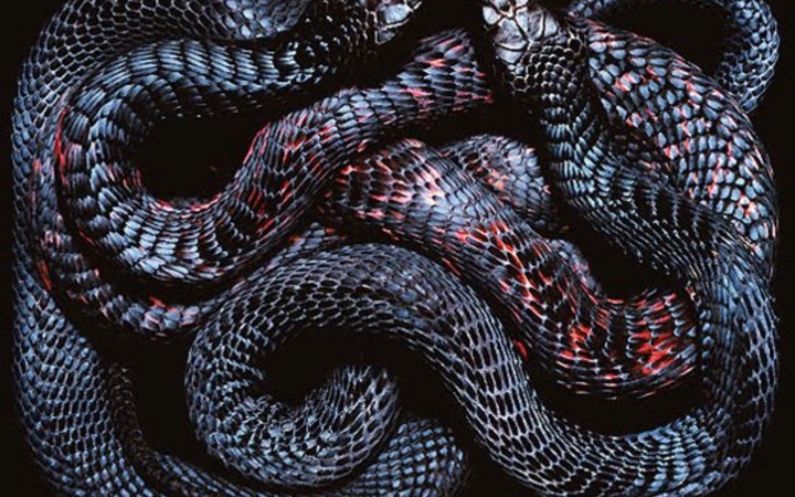snake
