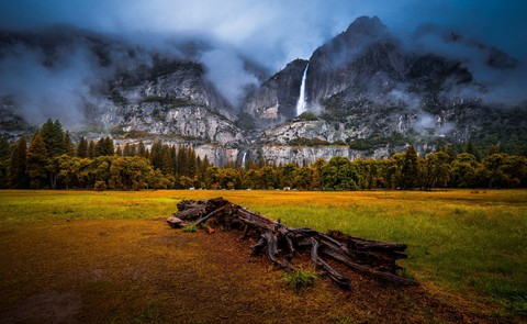 broken tree