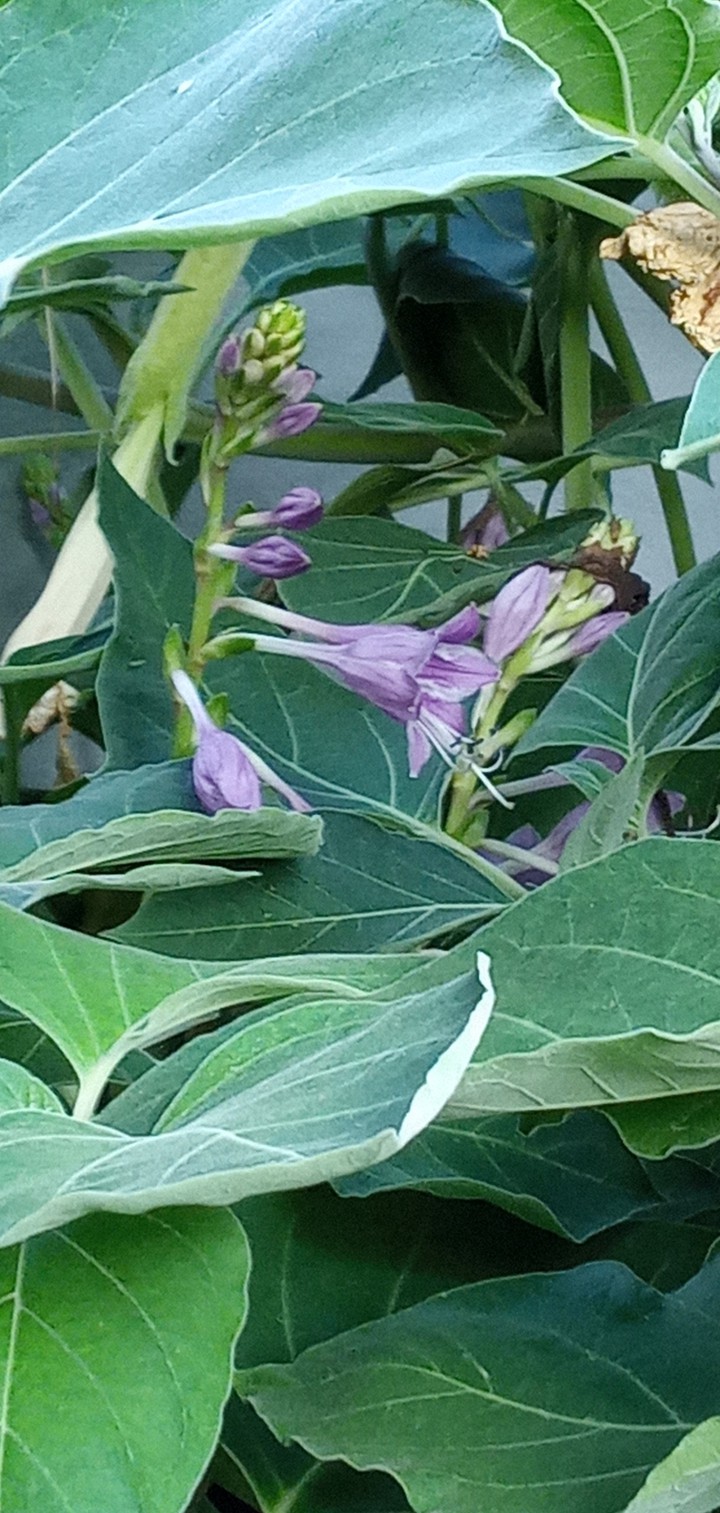 가지꽃