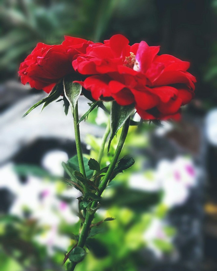 rosa vermelha