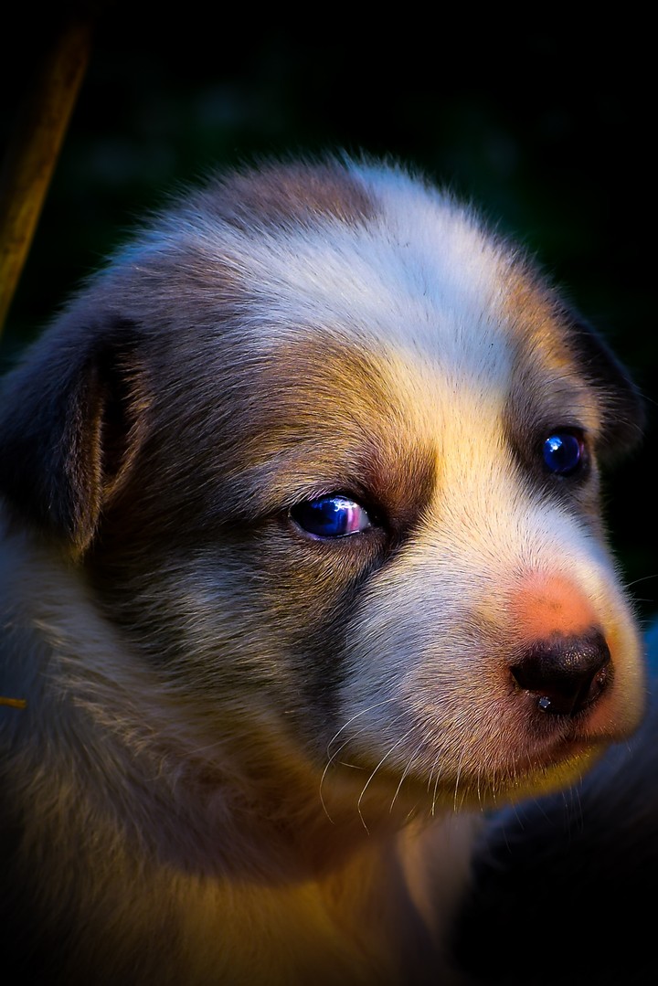 baby pet