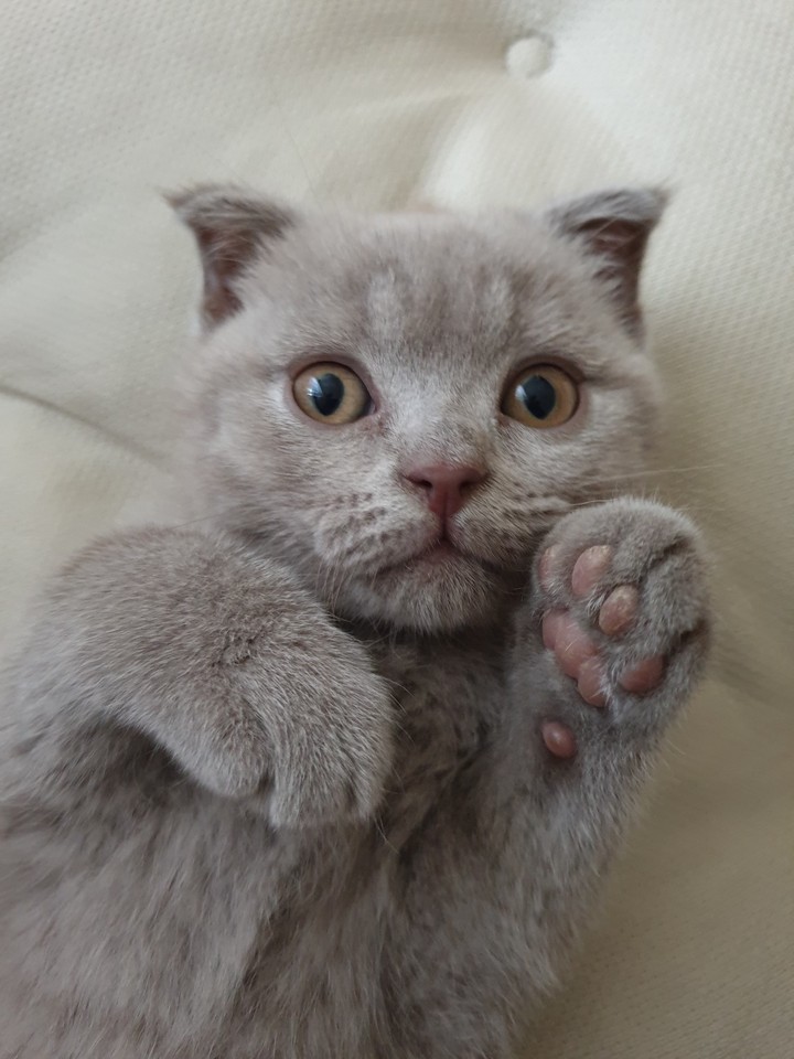 my cat
