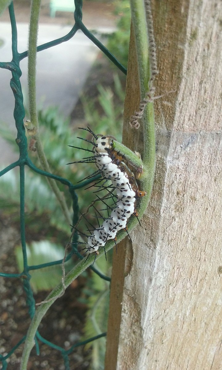 caterpillar