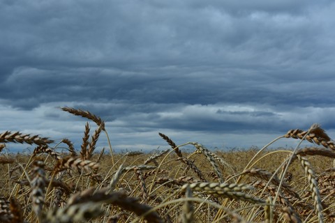рожь