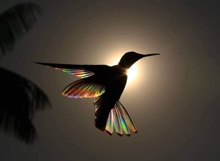 colibrí