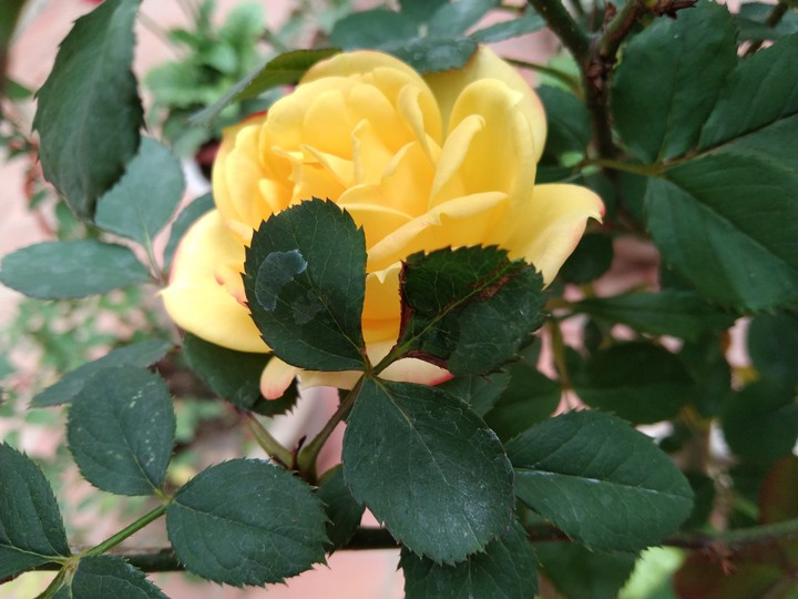 flower  ???