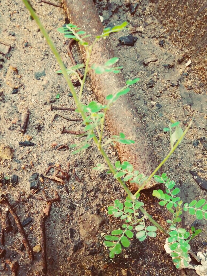 nature