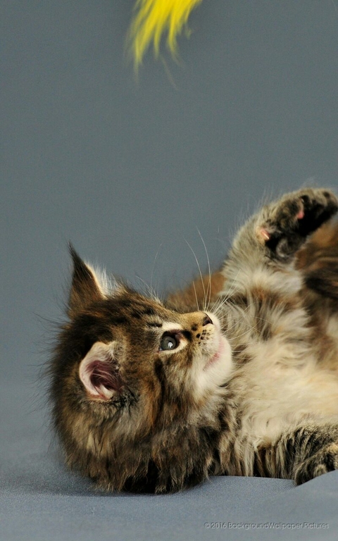 Kitten