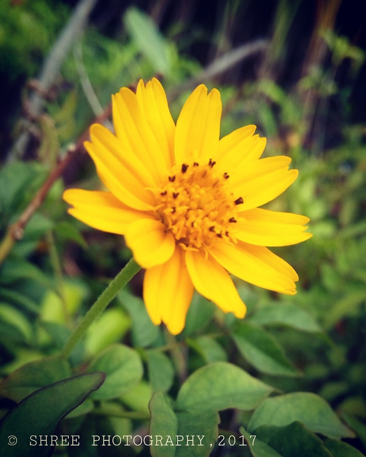 Stone Flower