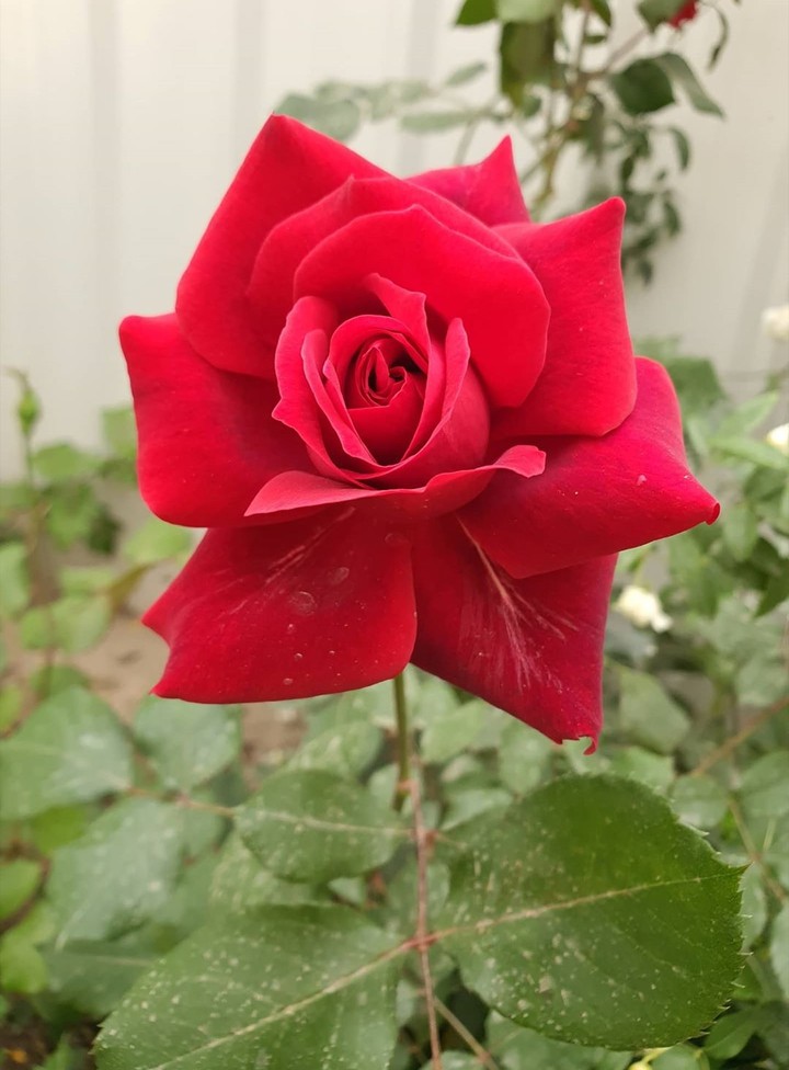 beauty