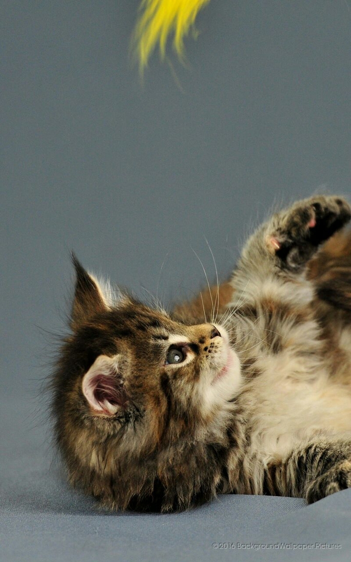 Kitten