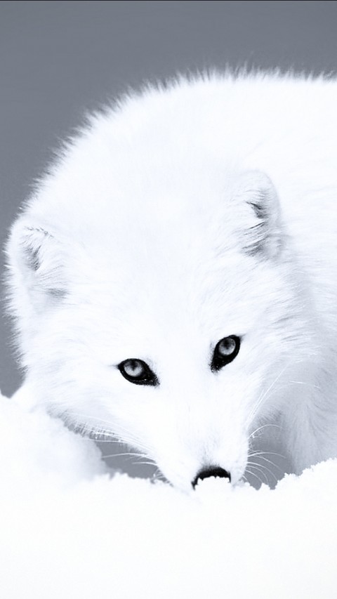sfondi White, wonderful