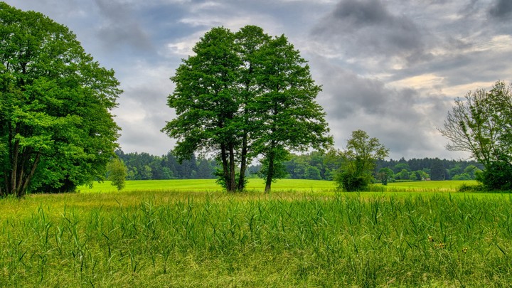 grass, vegetation Hintergrundbilder