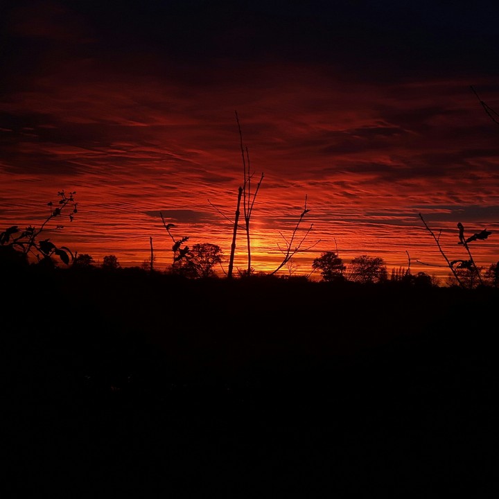 Serengeti Backyard